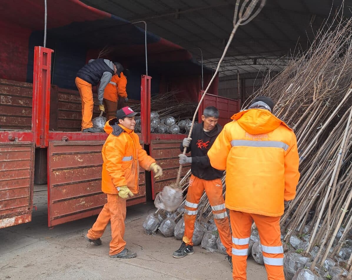 Comenzó la plantación de árboles en las veredas de vecinos que solicitaron un ejemplar