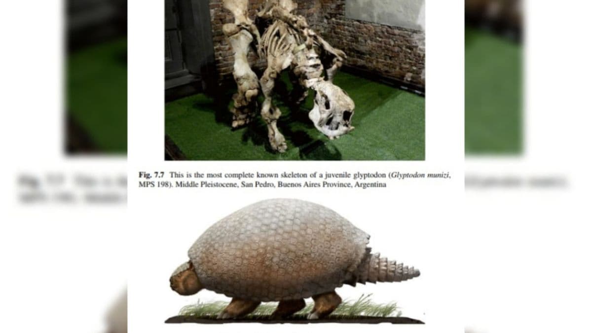 Fósiles de San Pedro forman parte de un libro clave sobre gliptodontes a nivel mundial