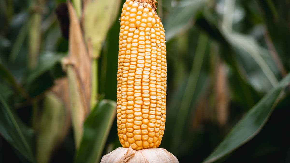 En maíz, el buen momento agronómico impulsa las siembras tempranas