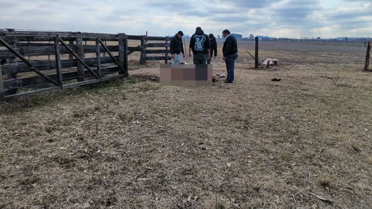 Abigeato en San Pedro: cuatreros faenaron dos vacas preñadas en un campo privado