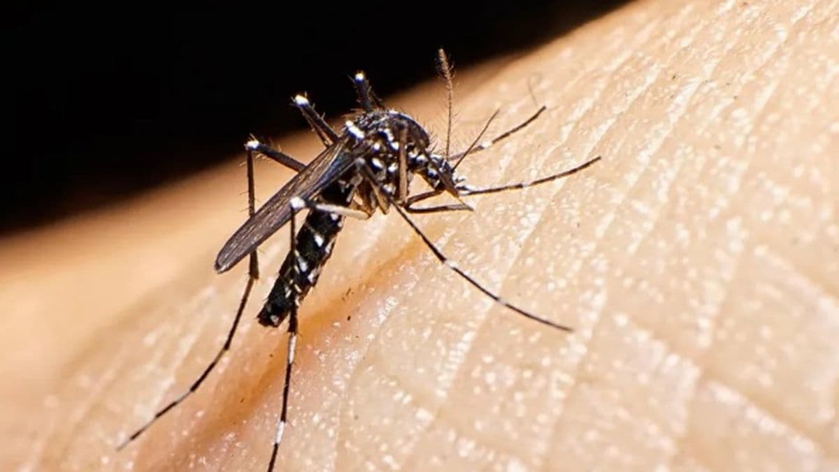 Sigue el alerta por la fiebre chikungunya: 268 casos nuevos, 28 en la provincia de Buenos Aires