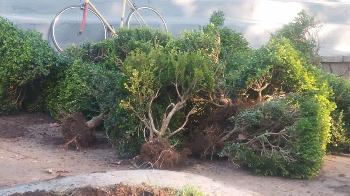 Tala de árboles en plazas de Zárate: vecinos cuestionan y el Municipio responde
