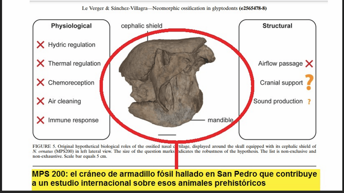 Hallazgo de San Pedro destacado en un estudio internacional sobre gliptodontes prehistóricos