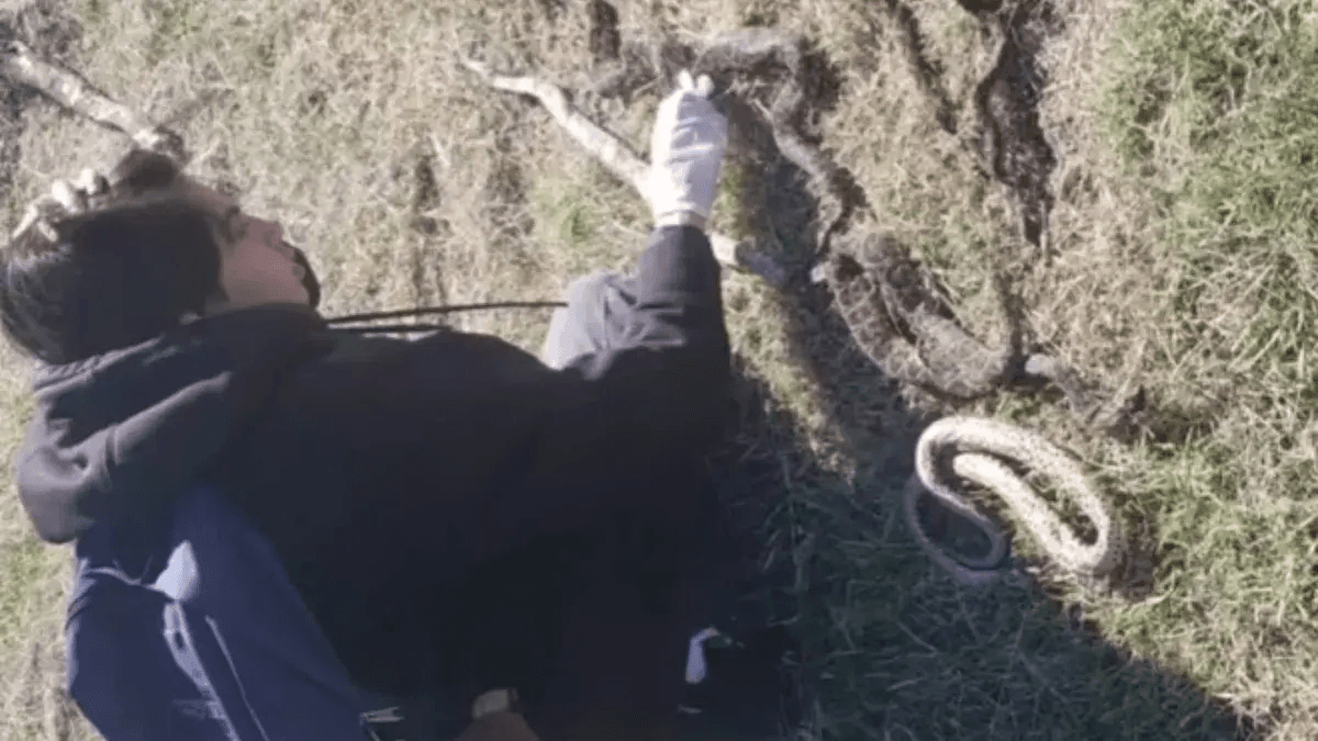 San Nicolás: Hallaron siete yararás muertas en el Ecoparque y crece la preocupación por la fauna silvestre