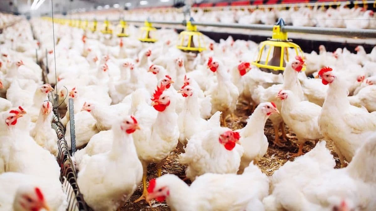 Argentina suspendió exportaciones de productos avícolas por influenza aviar