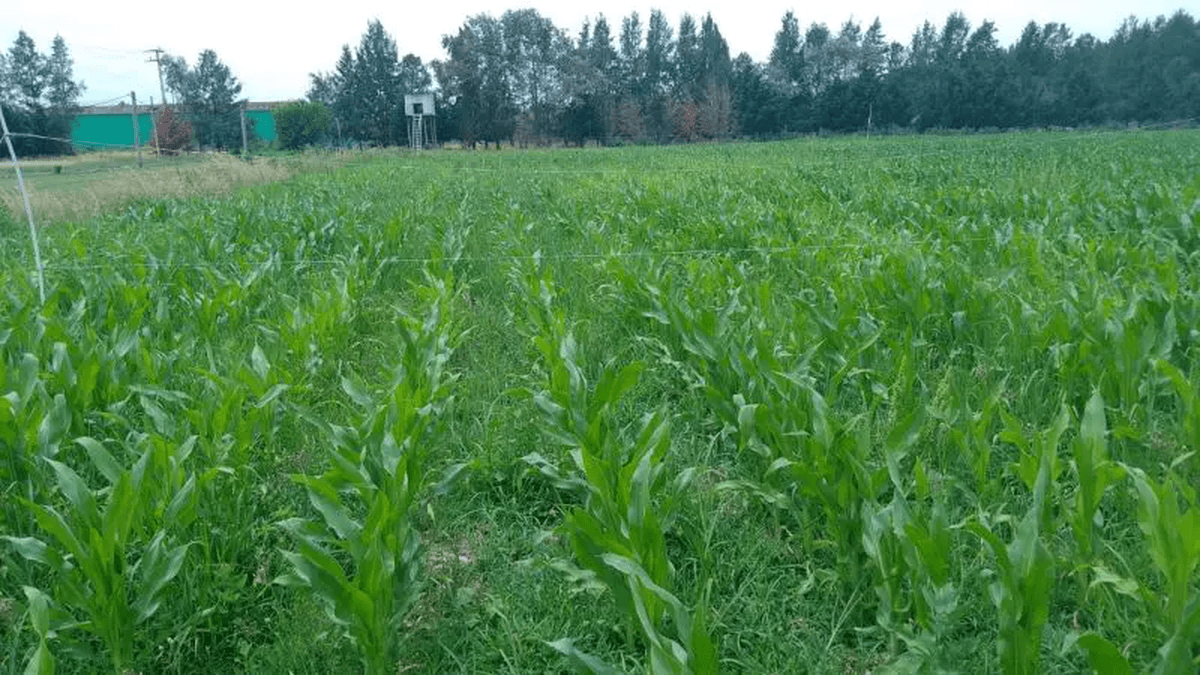 La Niña ya está en el campo: advierten que el fenómeno climático volvió pero sería débil y de corta duración