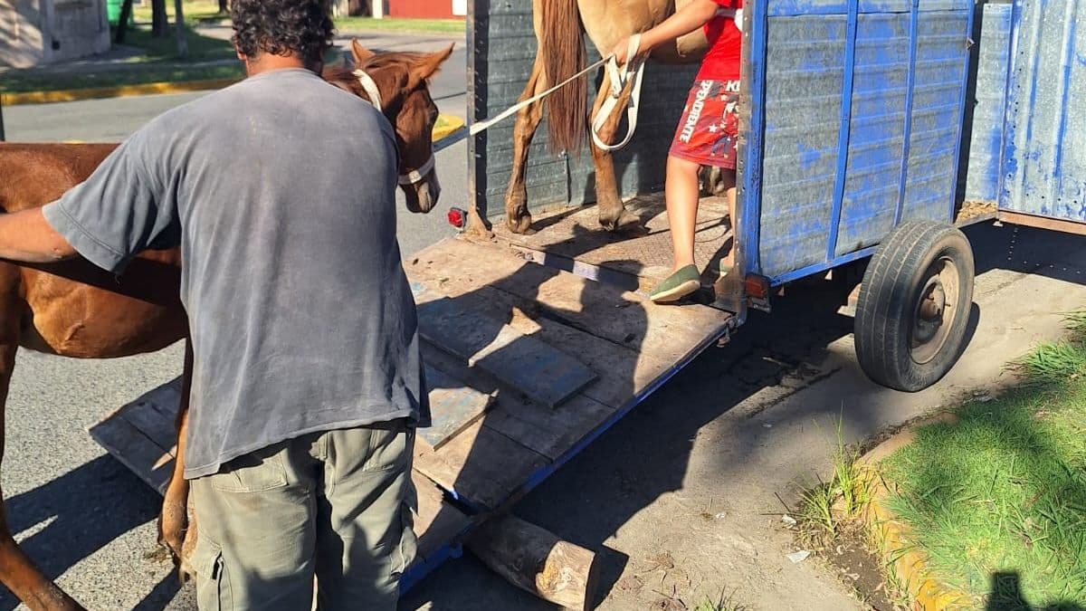 Pergamino: restituyen yegua y potrillos a una familia tras apelación, control sanitario y colocación del chip