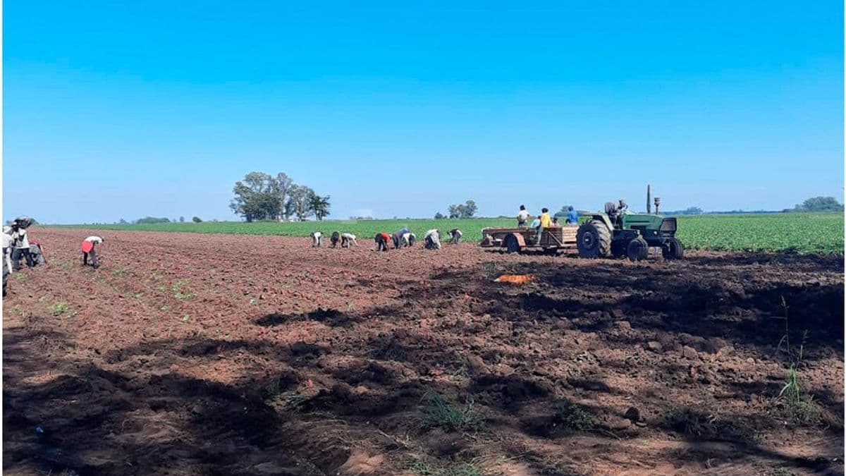 San Pedro: Detectaron 38 trabajadores rurales sin registrar en un campo de Gobernador Castro