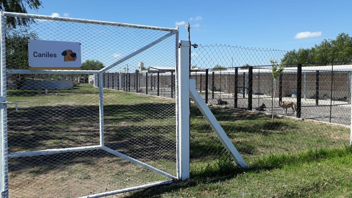 Zoonosis Pergamino: castración, adopción y prevención para una ciudad más responsable