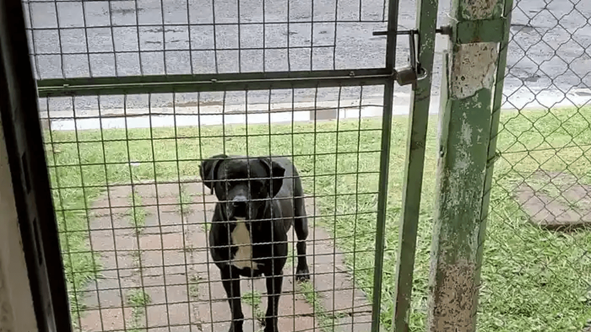San Pedro: Adiós a Ciro, el perrito del barrio de Lavalle y 11 de Septiembre que no soportó la pirotecnia