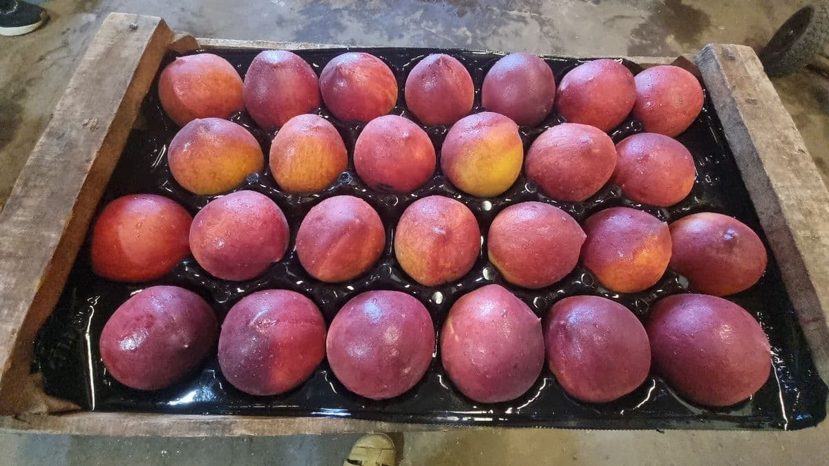 San Pedro: La nueva variedad de durazno Tehuelche INTA debuta en el mercado de la mano de un productor local