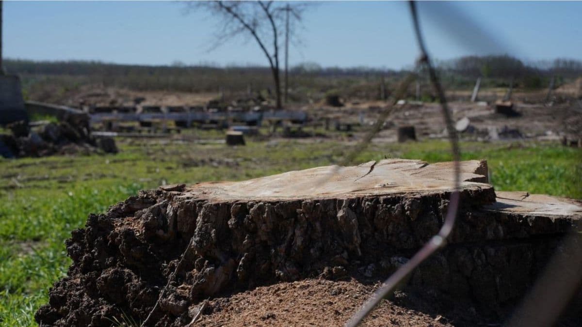 Ecocidio en San Pedro: tala masiva en el predio de Pesca y Casting para "limpiar" el terreno