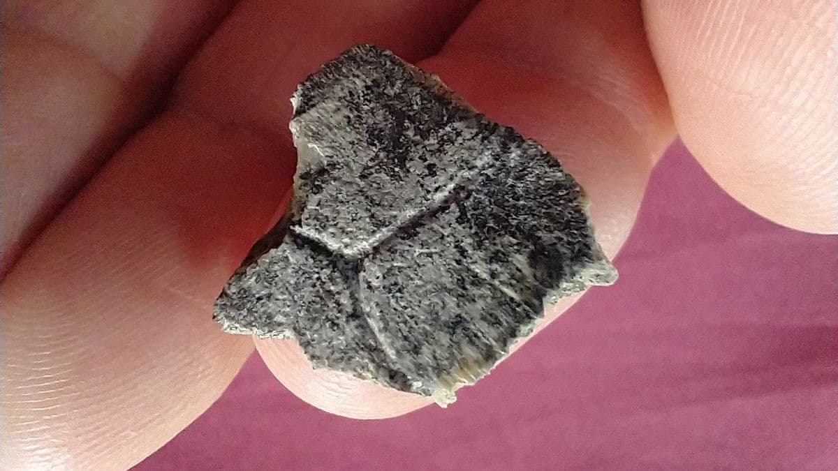 Descubren fósiles de tortuga de agua dulce de 200 mil años en San Pedro