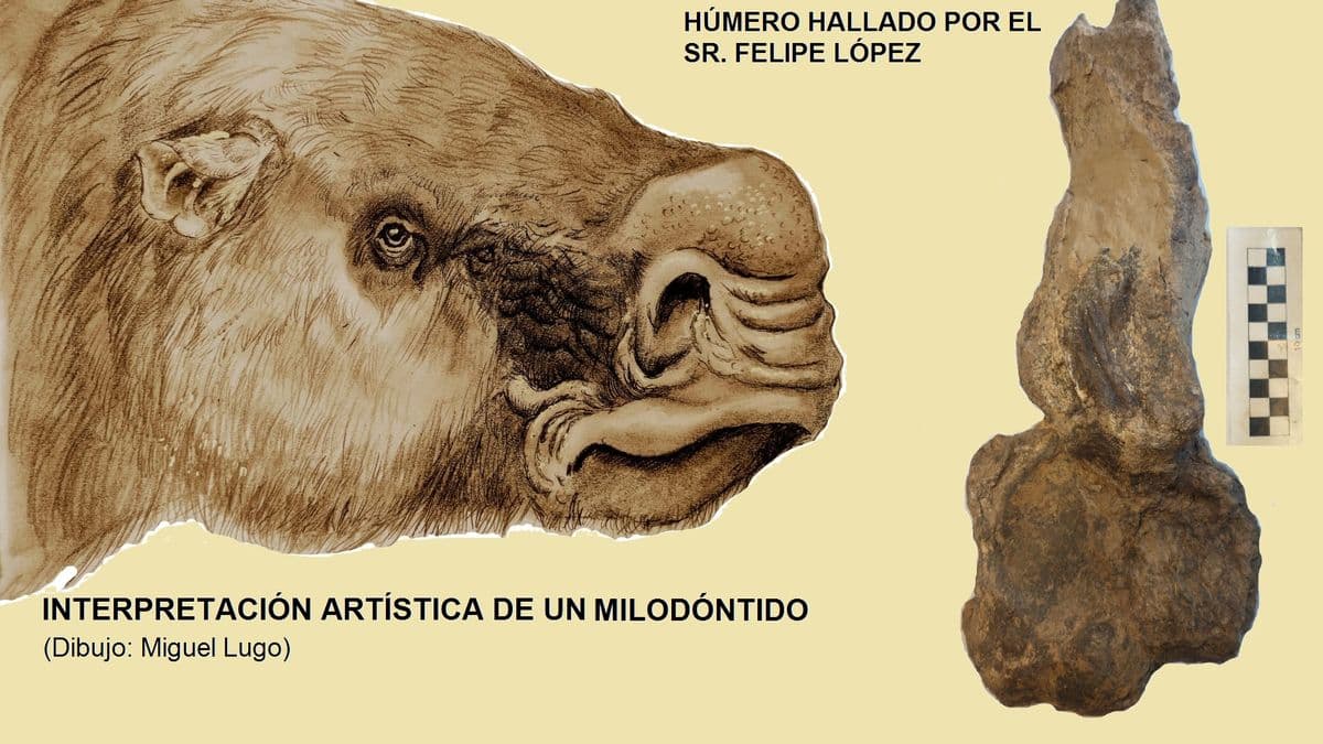 San Pedro: Hallazgo histórico, descubren un fósil de perezoso gigante de la era Ensenadense en Bajo del Tala