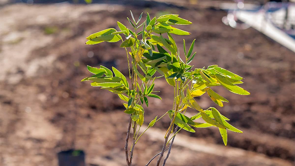 Plan de forestación urbana en Pergamino: más de 660 vecinos pidieron árboles para sus veredas