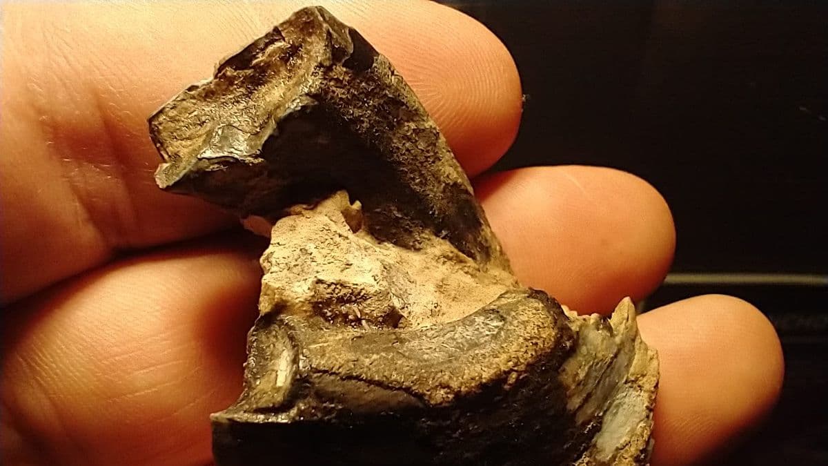 San Pedro: El Museo aporta datos sobre un descubrimiento en la región de hace 500 mil años