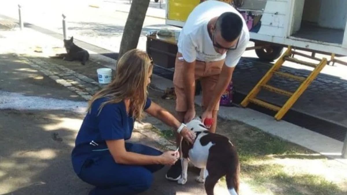 Pergamino: crece el amor por los animales y se dispara la demanda de servicios veterinarios