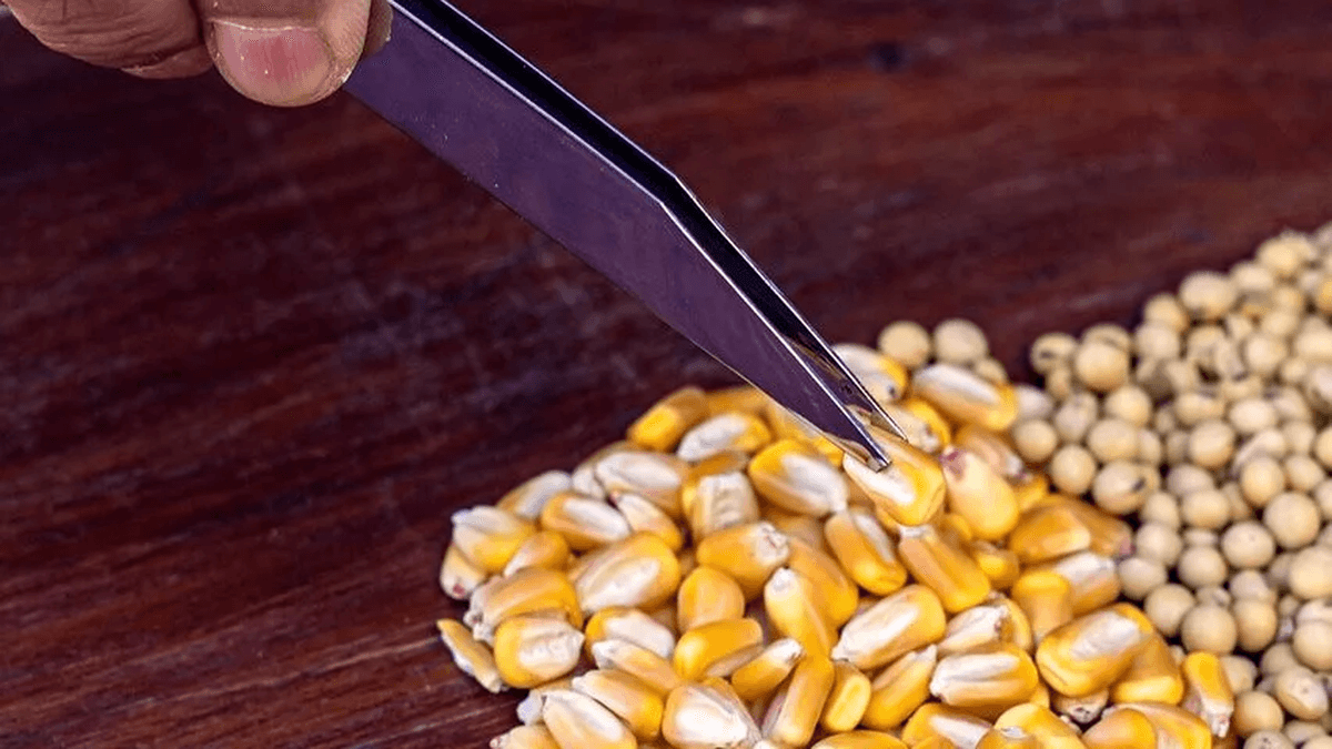 Curso en Baradero de Peritos Clasificadores de Cereales: abren inscripción con título oficial