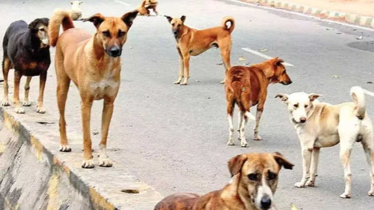 Perros callejeros en Baradero: una crisis que crece frente a la indiferencia del municipio