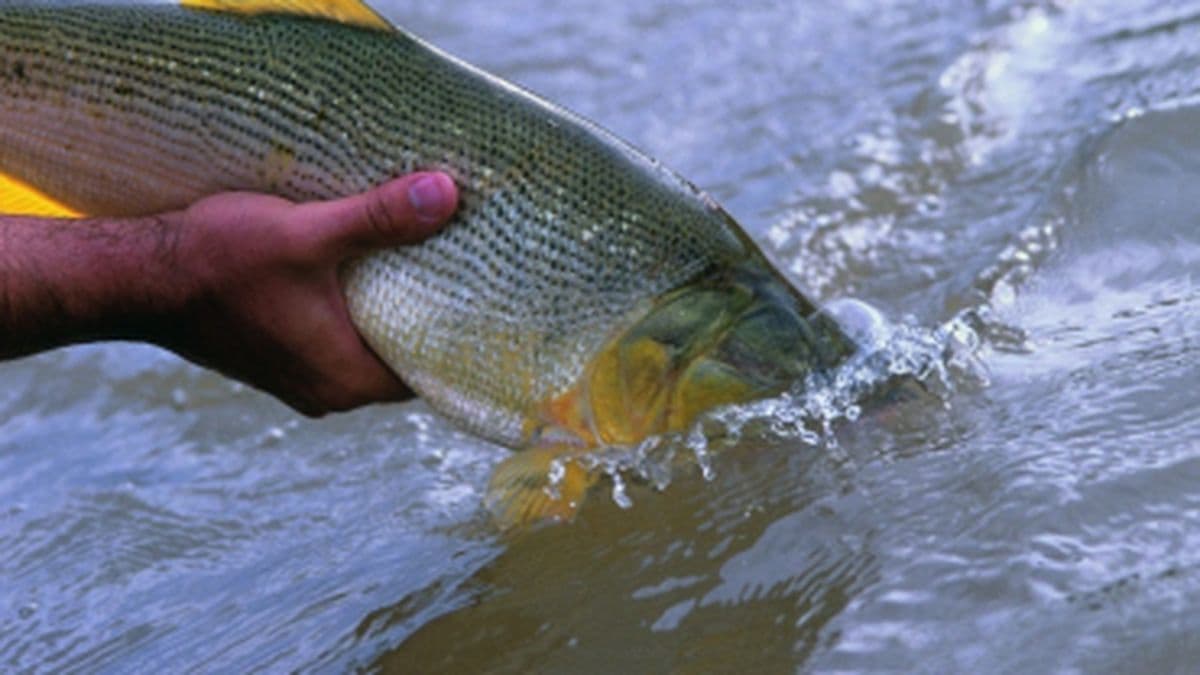 Este viernes en Ramallo habrá un concurso de pesca con devolución