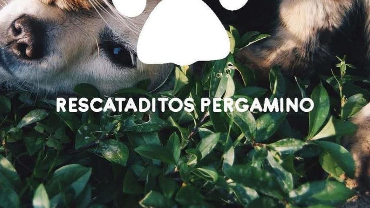 Rescataditos Pergamino debe dejar su predio: el Municipio ofreció alternativas sin éxito