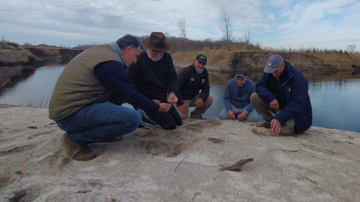 El Museo Paleontológico de San Pedro suma nuevos hallazgos clave en Estancia El Algarrobo