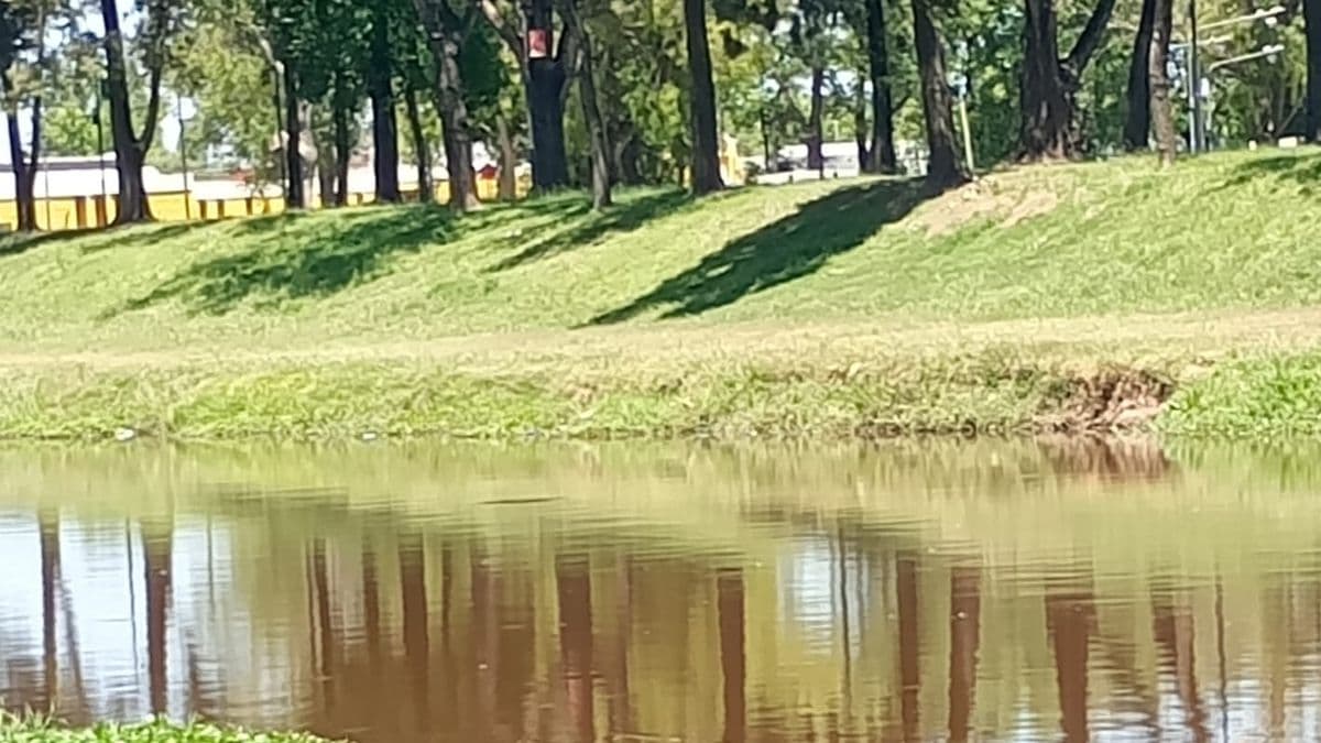 Una tortuga de río apareció en el Arroyo Pergamino y sorprendió a una vecina en una tarde soleada