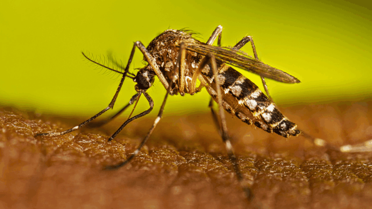 San Nicolás: Este lunes comienza la vacunación gratuita contra el dengue para personas de 15 a 59 años