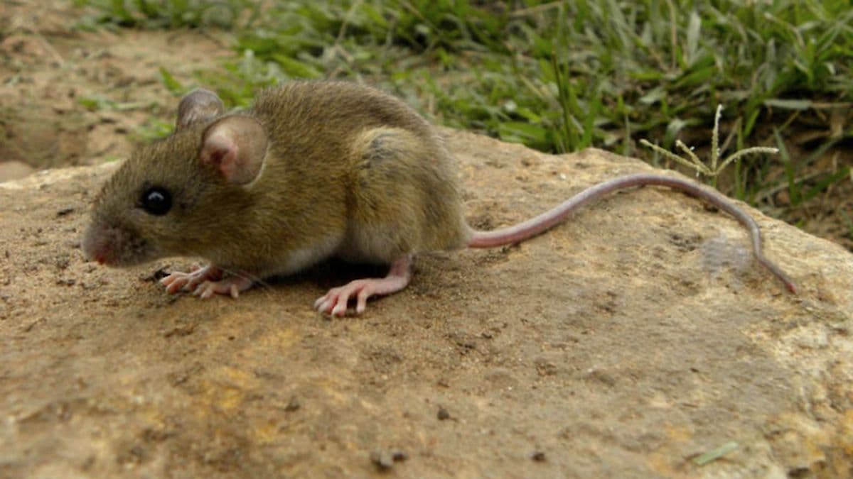 Alerta sanitaria en Ramallo por hantavirus: el Hospital Gomendio refuerza la prevención
