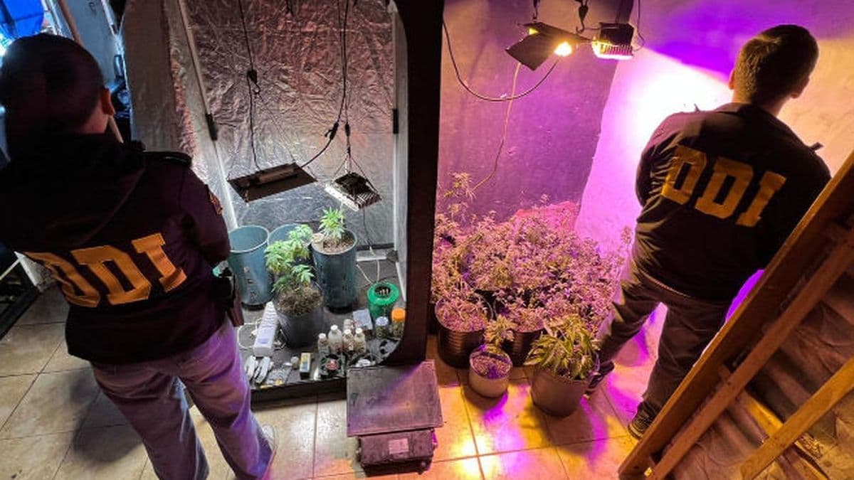 Violencia de género y narcoindoor: allanaban una casa en Zárate y encontraron un invernadero de marihuana