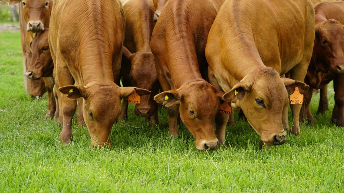 Carne: el difícil equilibrio entre abastecer el mercado y recuperar el rodeo