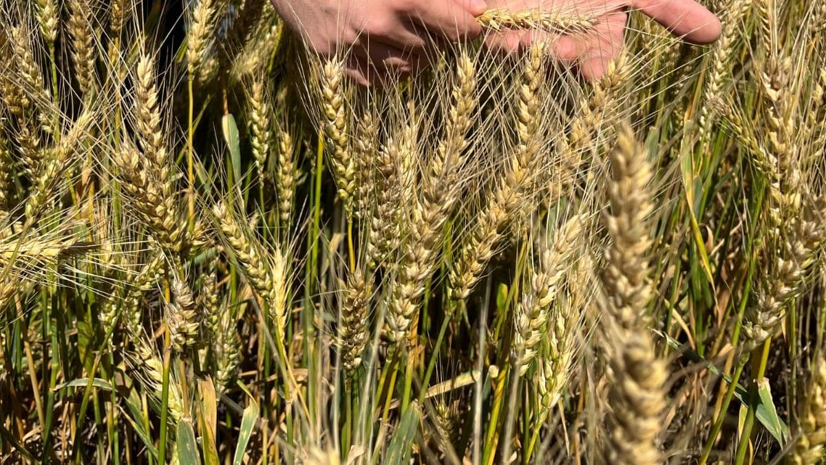 Cultivos invernales: INTA Pergamino convoca a una jornada para técnicos y productores