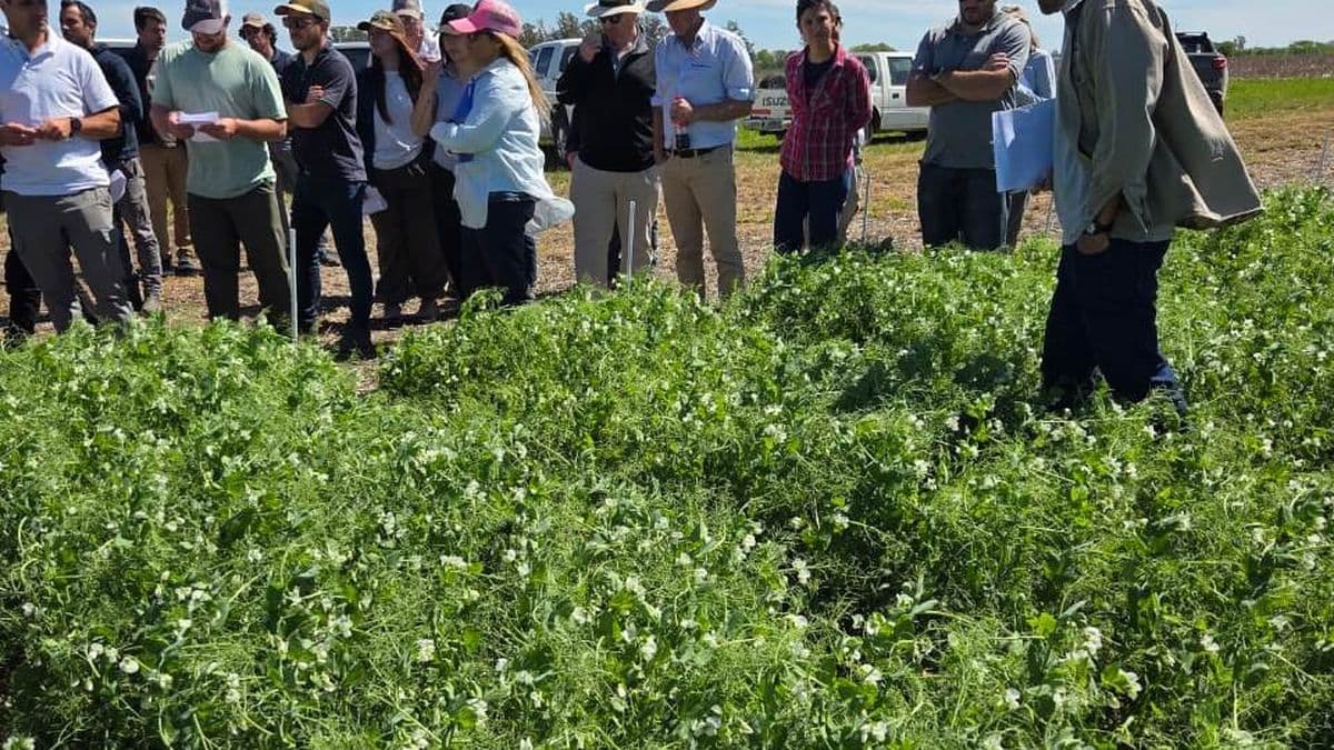 Arvejas en flor: "la Gira 2025" en Pergamino mostró un cultivo en excelente estado