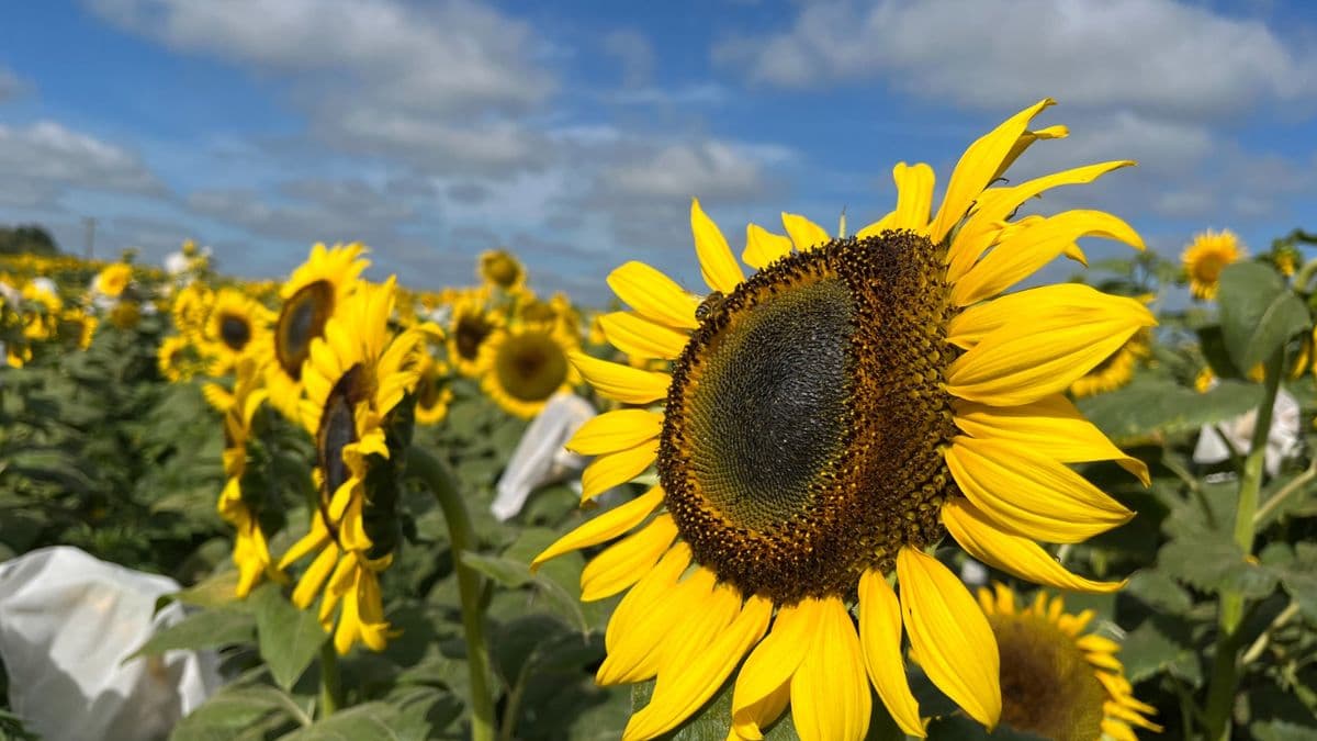 Drones, datos y girasol: En Pergamino avanza un fenotipado "de alta precisión"