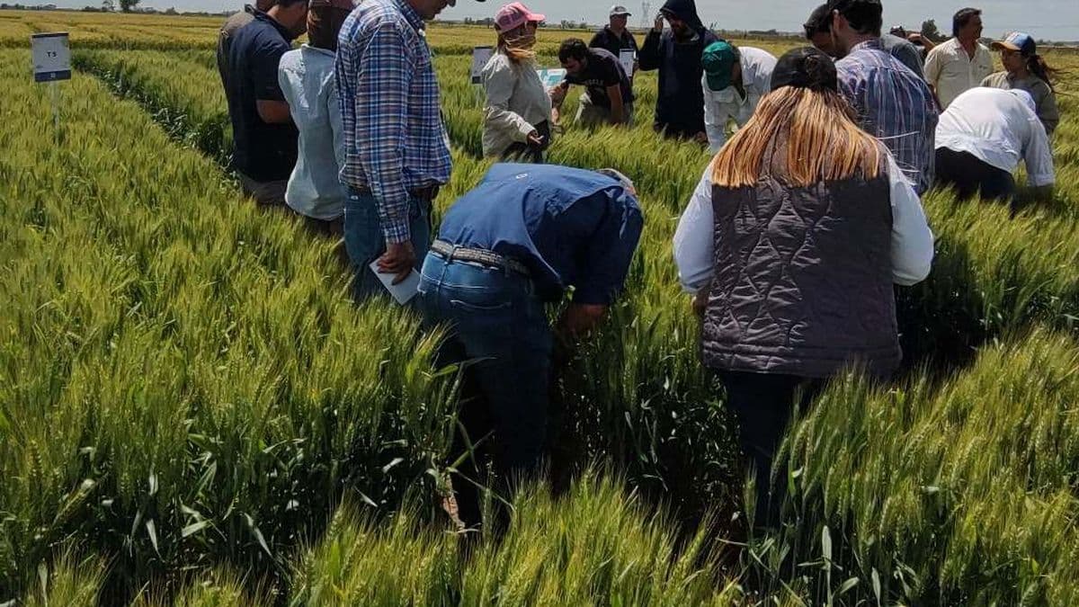 Cultivos invernales: el INTA Pergamino reunió a técnicos y productores