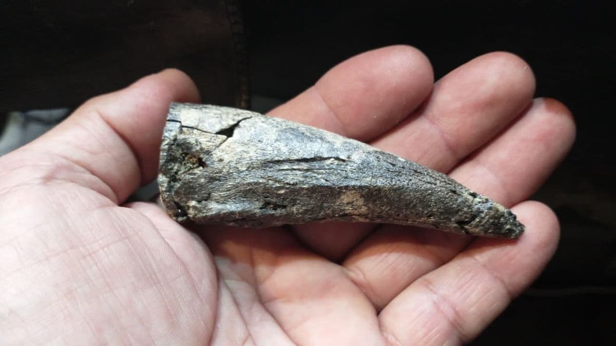 Ciencia en acción: hallan en San Pedro garra de perezoso prehistórico juvenil