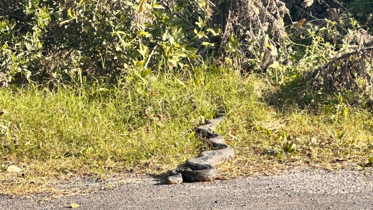 San Nicolás: Hallaron una boa constrictora de dos metros en la zona del Eco Parque