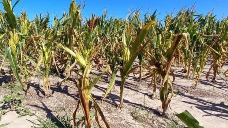 Maíz: la chicharrita le pone freno a la intención de la siembra