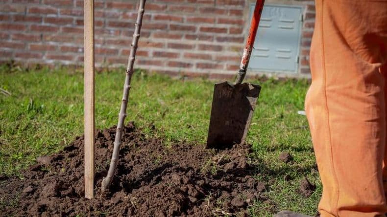 Plantas adecuadas y una forestación responsable, claves en el plan regulador del arbolado público