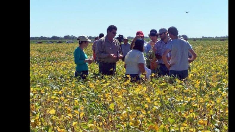 Agricultura por ambientes, clave para fortalecer la soja en el NEA
