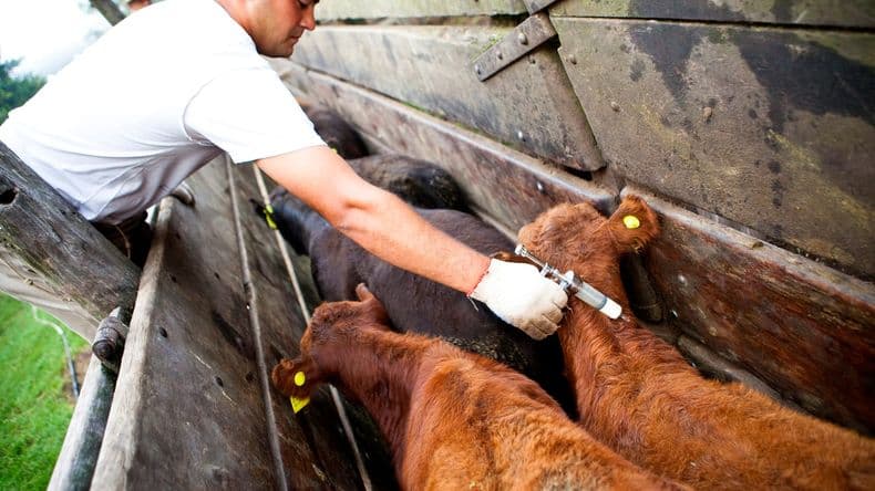 Ganadería: La vacunación contra Fiebre Aftosa avanza a buen ritmo en Pergamino