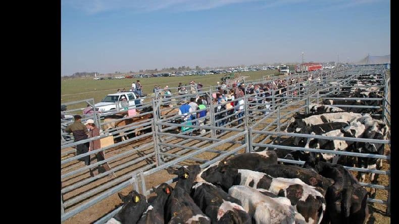 AgroActiva busca sumar a los sectores avícola y lechero