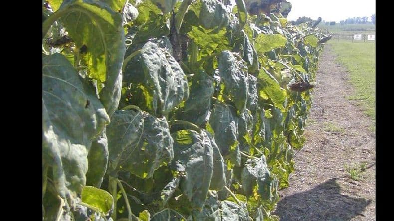 Avanza la cosecha de girasol: recolectaron más del 60% del área