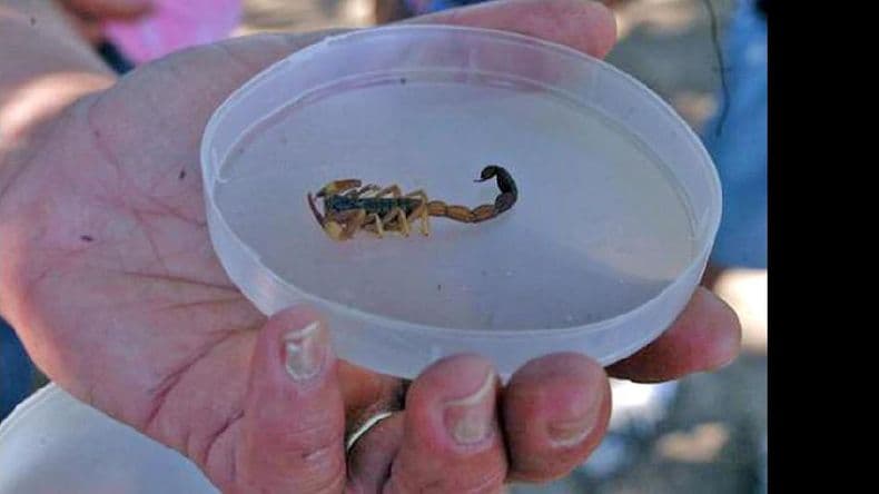 Salud lanzo una advertencia sobre las picaduras de alacranes