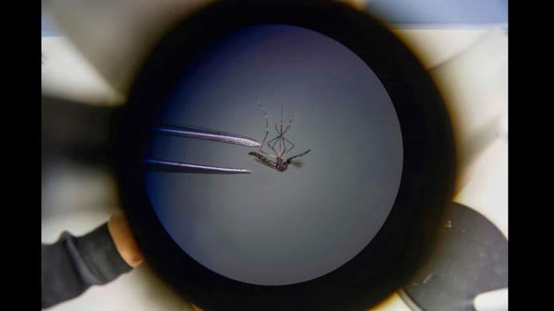 Dengue: los casos en provincia ya superan los 3.000 y piden continuar con la prevención pese al frío
