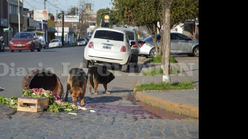 Cuando los perros callejeros se convierten en una amenaza