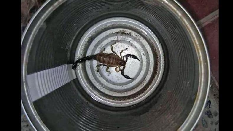 Advierten sobre la presencia de insectos varios debido a las elevadas temperaturas