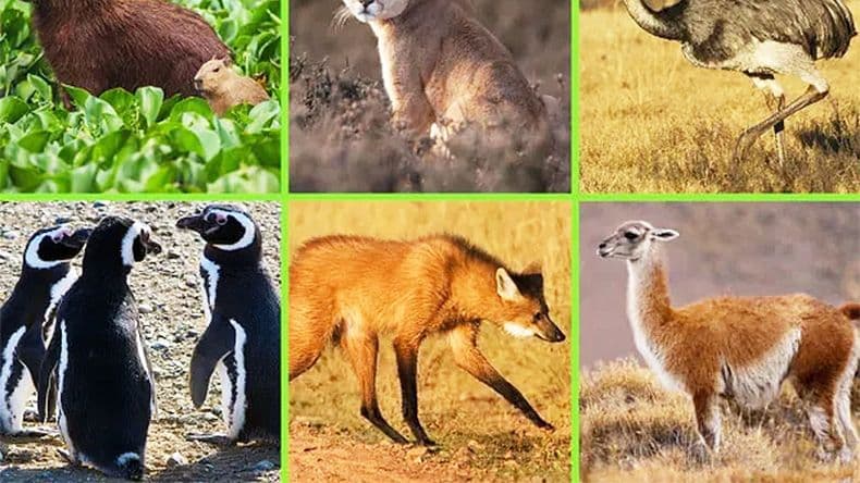 Lanzan el Concurso de Fotografía 2025: Animales autóctonos de la Argentina