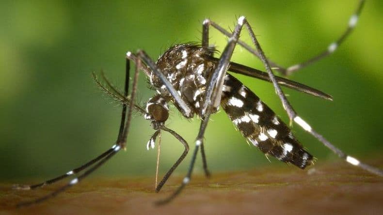 La OMS recomendó la primera vacuna contra el dengue