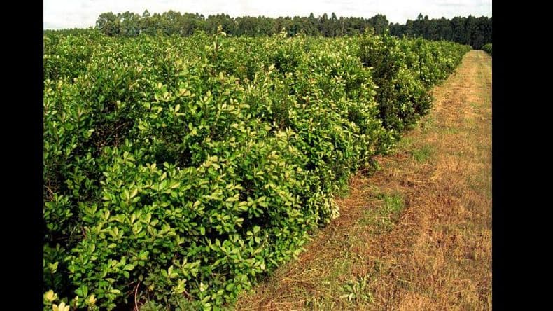 Productores de yerba mate reclaman controles y cupos para plantaciones